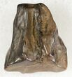 Triceratops Shed Tooth - Montana #20587-1